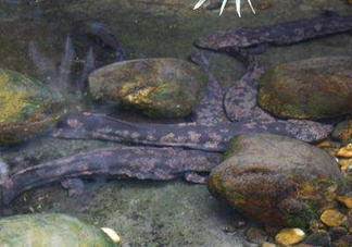 野生娃娃魚和養(yǎng)殖娃娃魚有什么區(qū)別？娃娃魚有毒嗎