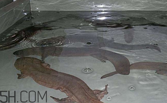 娃娃魚什么時(shí)候會(huì)叫？娃娃魚為什么叫娃娃魚