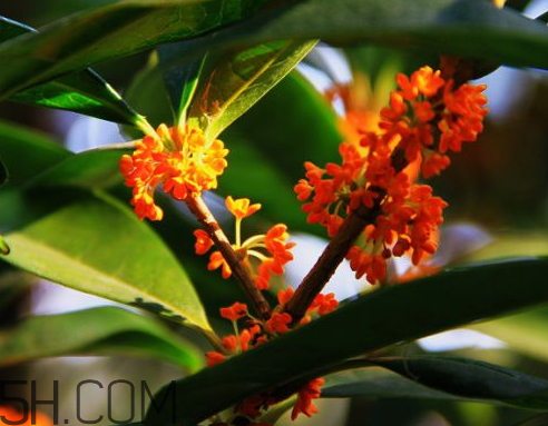 丹桂可以泡酒嗎 丹桂可以泡茶嗎 丹桂可以泡酒嗎 丹桂可以泡茶嗎