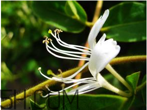 肝火旺是什么原因？中醫(yī)肝火旺的調(diào)理方法