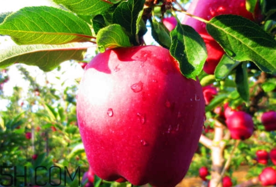 花牛蘋果是脆的還是粉的？花牛蘋果好吃嗎