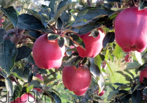 花牛蘋果是脆的還是粉的？花牛蘋果好吃嗎