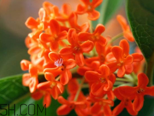 紅桂花能泡茶嗎 紅桂花和白桂花哪個(gè)泡酒好 紅桂花能泡茶嗎 紅桂花和白桂花哪個(gè)泡酒好