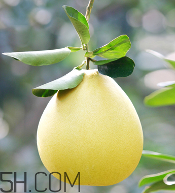 柚子不能和什么藥物一起吃？柚子皮煮水的功效