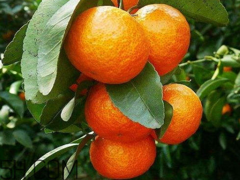 2017桔子多少錢一斤 桔子多少錢一斤2017 2017桔子多少錢一斤 桔子多少錢一斤2017