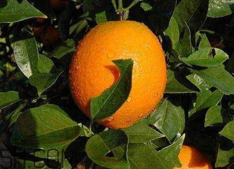 臍橙可以放冰箱嗎 臍橙怎么保存 臍橙可以放冰箱嗎 臍橙怎么保存