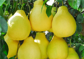 柚子是熱性還是涼性？孕婦能吃柚子嗎？