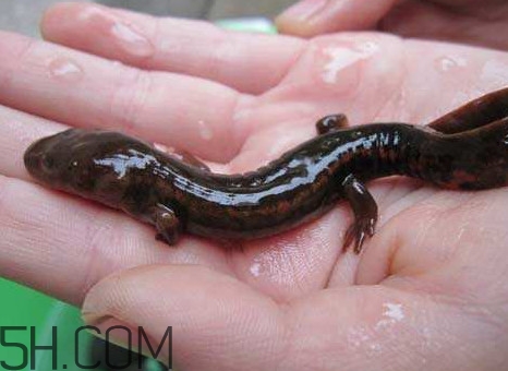 娃娃魚怎么養(yǎng)？娃娃魚怎么分辨公母