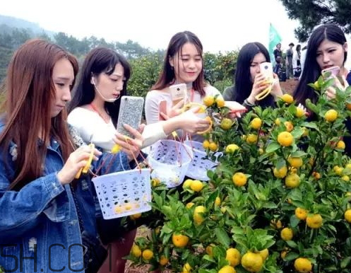 南豐蜜桔節(jié)什么時(shí)候？2017南豐蜜桔節(jié)時(shí)間