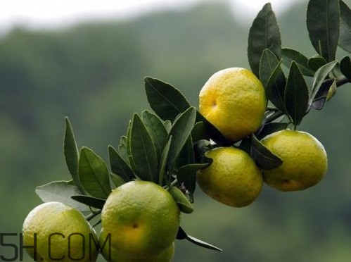 南豐蜜桔節(jié)什么時(shí)候？2017南豐蜜桔節(jié)時(shí)間