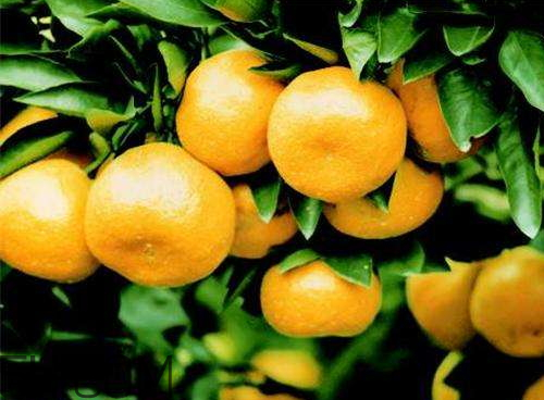 黃巖蜜桔多少錢一斤 黃巖蜜桔的特點是什么 黃巖蜜桔多少錢一斤 黃巖蜜桔的特點是什么