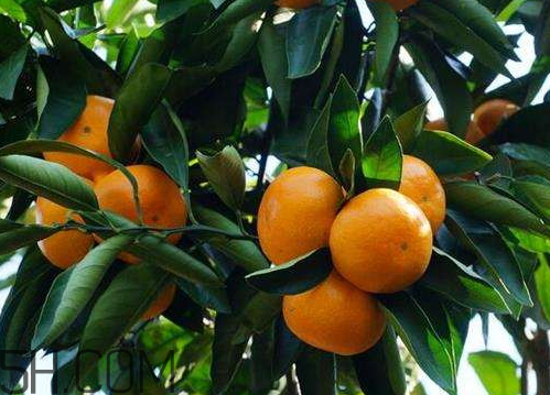 黃巖蜜桔多少錢一斤 黃巖蜜桔的特點是什么 黃巖蜜桔多少錢一斤 黃巖蜜桔的特點是什么