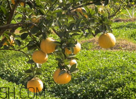 玉環(huán)文旦什么時(shí)候成熟 玉環(huán)文旦多少錢(qián)一斤 玉環(huán)文旦什么時(shí)候成熟 玉環(huán)文旦多少錢(qián)一斤