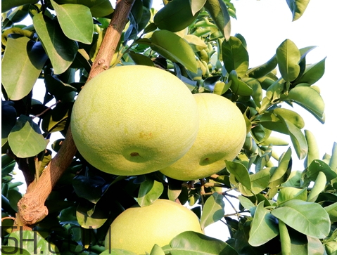 玉環(huán)文旦什么時(shí)候成熟 玉環(huán)文旦多少錢(qián)一斤 玉環(huán)文旦什么時(shí)候成熟 玉環(huán)文旦多少錢(qián)一斤