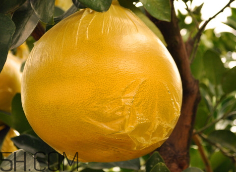 玉環(huán)文旦什么時(shí)候成熟 玉環(huán)文旦多少錢(qián)一斤 玉環(huán)文旦什么時(shí)候成熟 玉環(huán)文旦多少錢(qián)一斤