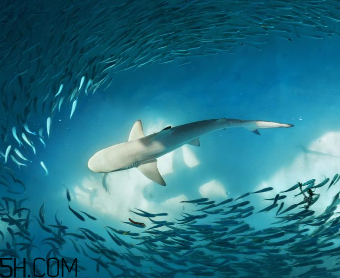 角鯊烷的功效與作用 角鯊烷是什么？