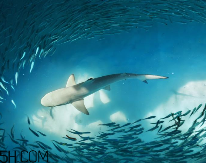 角鯊?fù)橛行迯?fù)的功效嗎？角鯊?fù)闀l(fā)痘痘嗎？