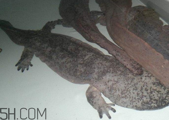 娃娃魚怎么養(yǎng)？娃娃魚怎么分辨公母