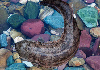 娃娃魚能治什么??？娃娃魚可以和金魚一起養(yǎng)嗎