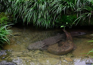 娃娃魚怎么養(yǎng)？娃娃魚怎么分辨公母