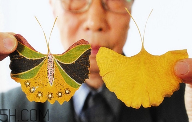 銀杏樹的葉子像什么？銀杏樹葉能食用嗎