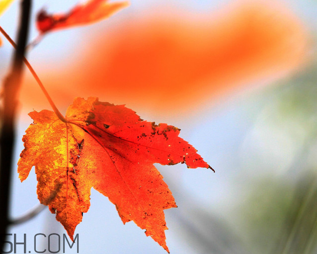 楓葉幾月份最紅？楓葉幾月的時候最美？