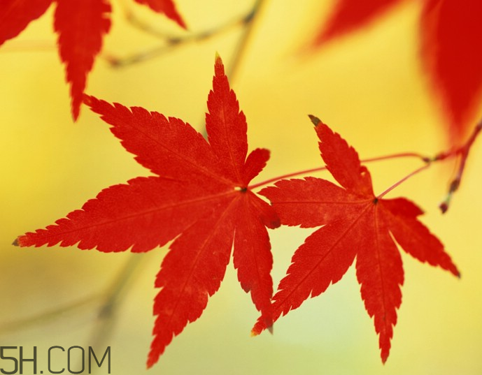 楓葉幾月份最紅？楓葉幾月的時候最美？