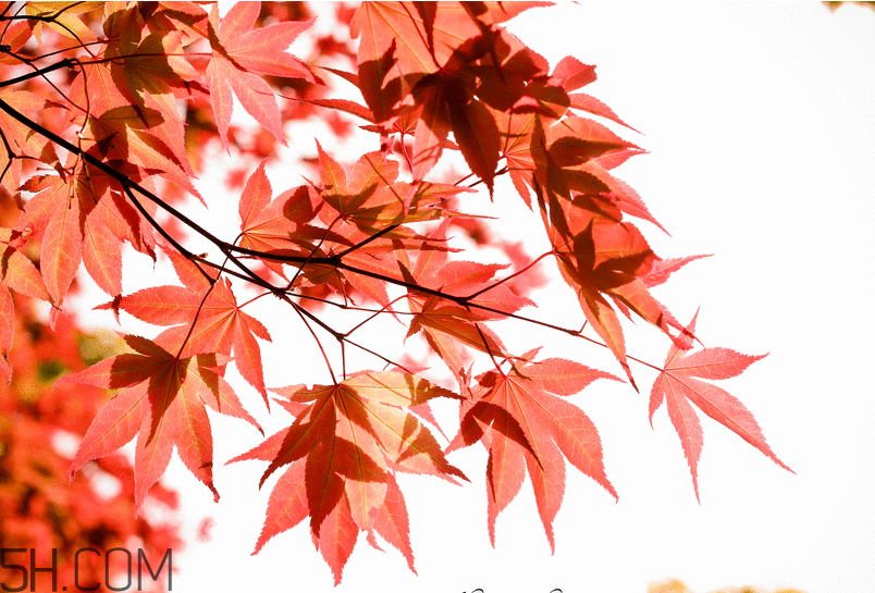 楓葉幾月份最紅？楓葉幾月的時候最美？