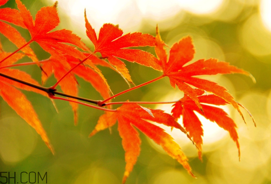 楓葉幾月份最紅？楓葉幾月的時候最美？