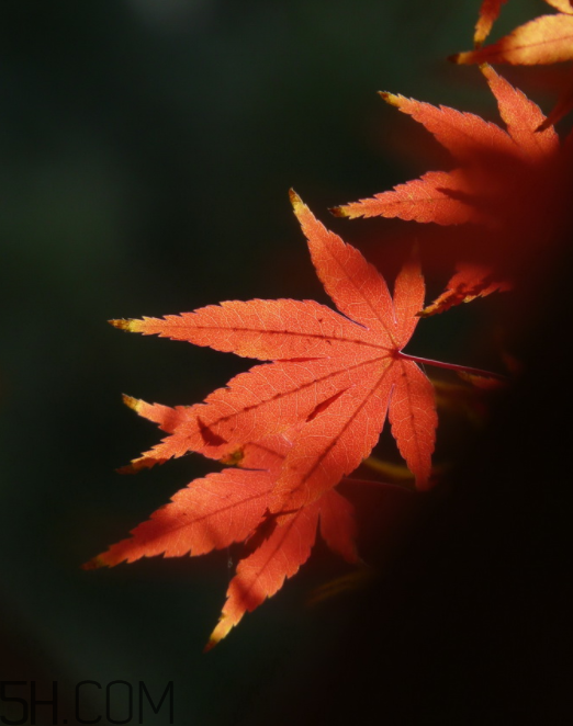 楓葉能做賀卡還能做什么？楓葉能治什么??？