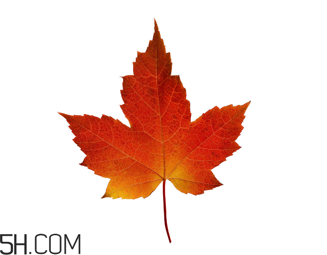 楓葉可以用來做什么？楓葉可以染頭發(fā)嗎？