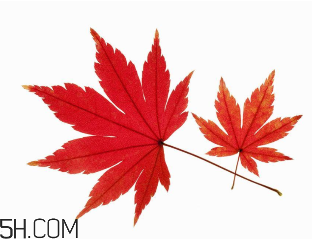 楓葉可以用來做什么？楓葉可以染頭發(fā)嗎？