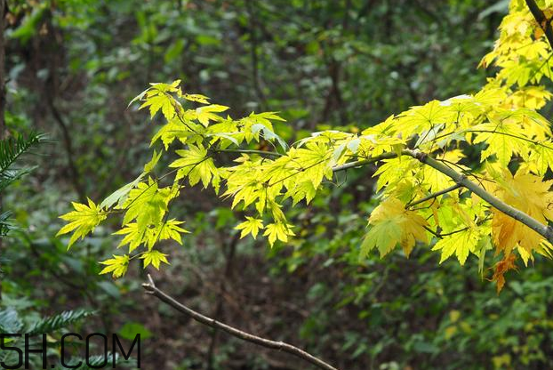 楓葉可以用來做什么？楓葉可以染頭發(fā)嗎？
