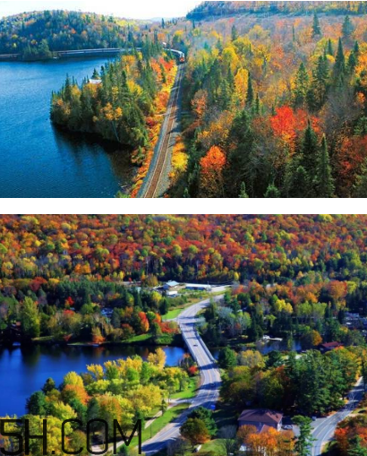 楓葉可以用來做什么？楓葉可以染頭發(fā)嗎？