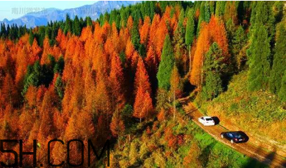 楓葉可以用來做什么？楓葉可以染頭發(fā)嗎？