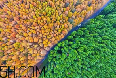 楓葉可以用來做什么？楓葉可以染頭發(fā)嗎？