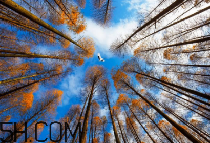 楓葉可以用來做什么？楓葉可以染頭發(fā)嗎？