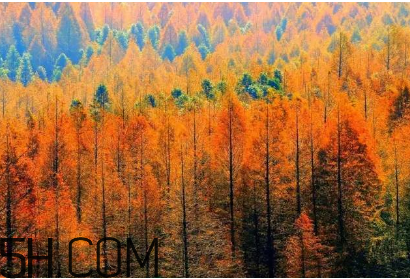 楓葉可以用來做什么？楓葉可以染頭發(fā)嗎？