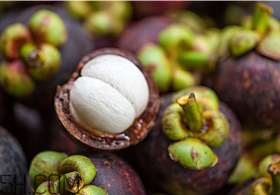 經(jīng)期可以吃山竹嗎？什么樣的山竹是新鮮的？