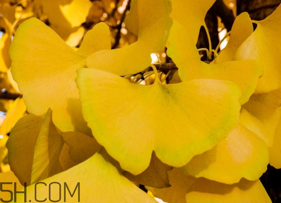 銀杏樹的葉子像什么？銀杏樹葉能食用嗎