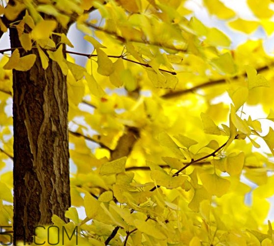 銀杏樹多久結(jié)一次果？銀杏樹能活多久