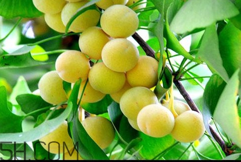 白果怎么去殼？白果和銀杏是什么關系