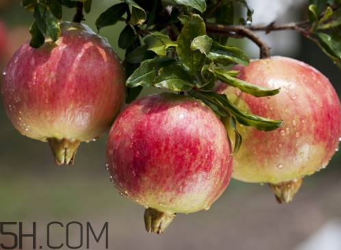 酸石榴怎么吃 酸石榴孕婦能吃嗎 酸石榴怎么吃 酸石榴孕婦能吃嗎