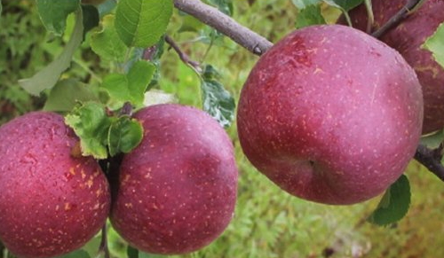 冰糖心蘋果多少錢一斤？冰糖心蘋果多少錢一箱