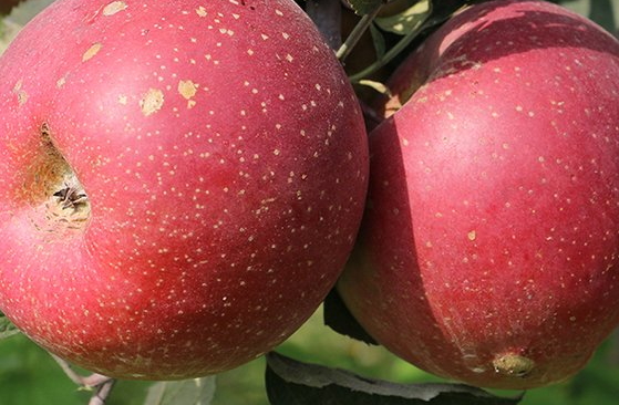 冰糖心蘋果多少錢一斤？冰糖心蘋果多少錢一箱