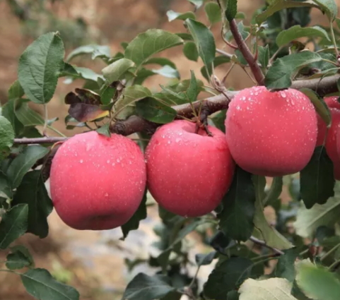 冰糖心蘋果多少錢一斤？冰糖心蘋果多少錢一箱