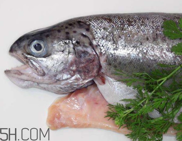 鮭魚是什么魚？鮭魚多少錢一斤