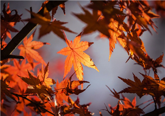 楓葉能做賀卡還能做什么？楓葉能治什么?。?></a>
      <p class=