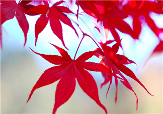 楓葉幾月份最紅？楓葉幾月的時候最美？