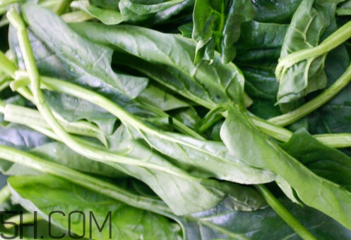 油麥菜為什么叫油麥菜？油菜和油麥菜的區(qū)別